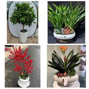 河南信阳市新县商城县固始县同城绿植店送发财树幸福树开业入新居