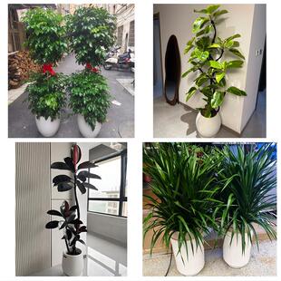 送德阳市广汉市什邡市绵竹市花卉店同城配送开业绿植发财树幸福树