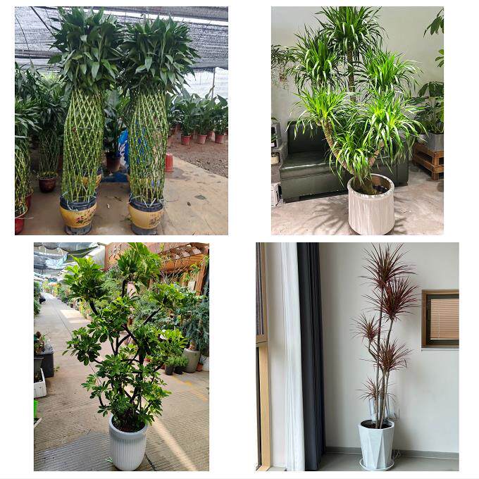 开业乔迁绿植发财树绿萝上海市闵行区梅陇吴泾马桥镇同城花店配送