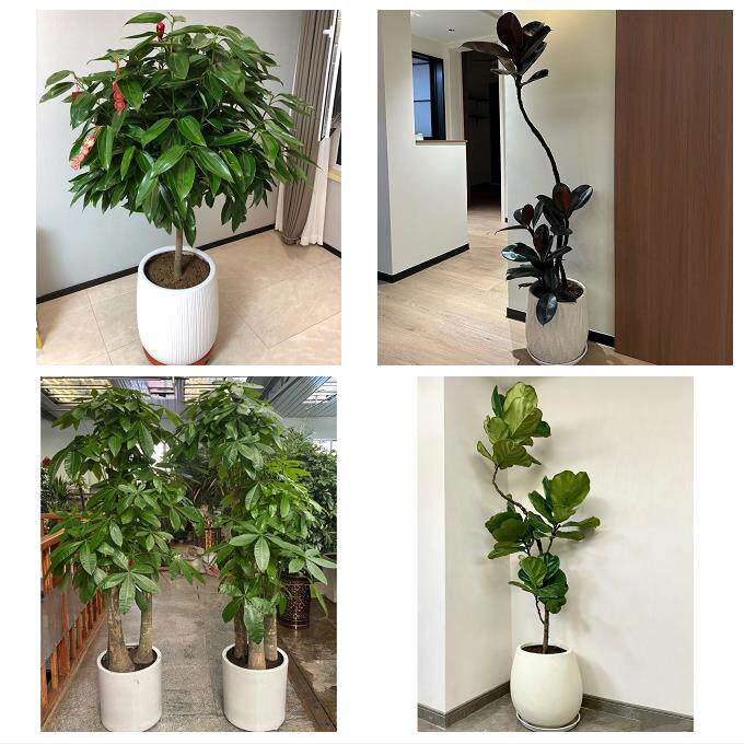 开业乔迁绿植发财树绿萝连云港市东海县灌云县灌南县同城花店配送