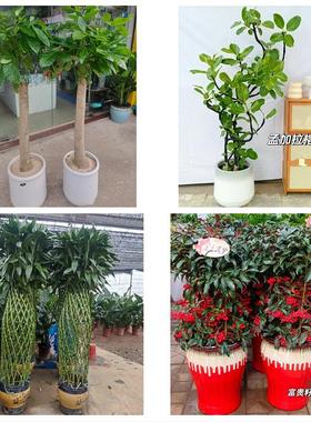 送丹东市元宝区振兴区振安区同城花店送开业乔迁绿植发财树幸福树