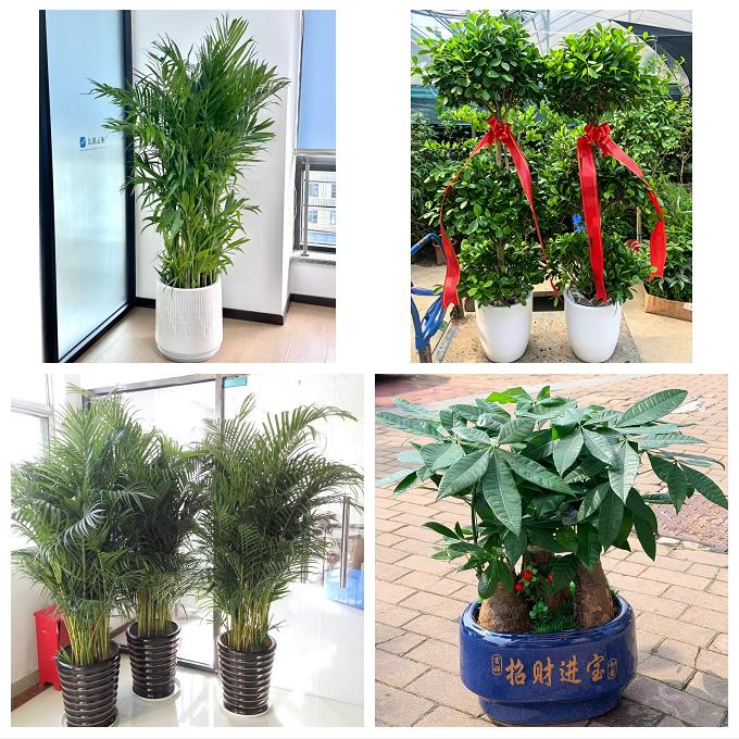 宁夏省吴忠市同心县青铜峡市绿植店同城配送公司开业发财树绿萝柱