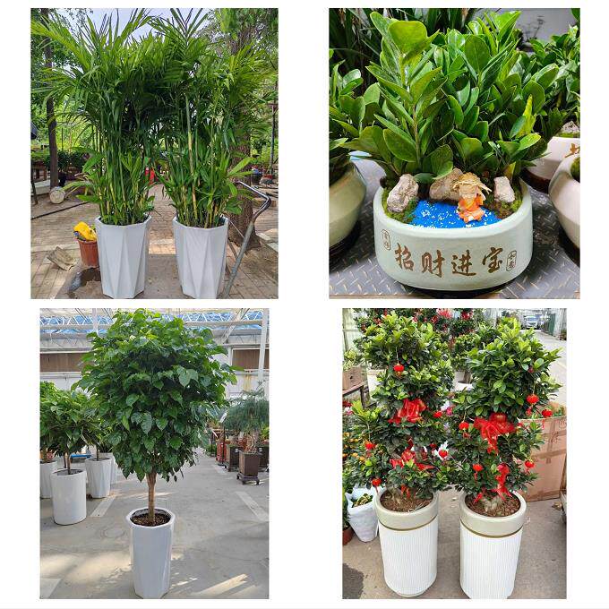 开业乔迁绿植发财树绿萝吉林昌邑龙潭船营丰满区永吉同城花店配送