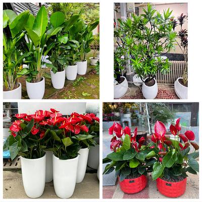 龙岩市新罗永定区长汀上杭县绿植店同城配送公司开业发财树绿萝柱