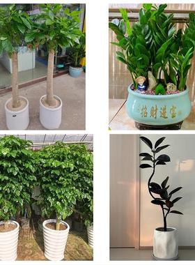 葫芦岛市连山区龙港区南票区同城花店送开业乔迁绿植发财树幸福树