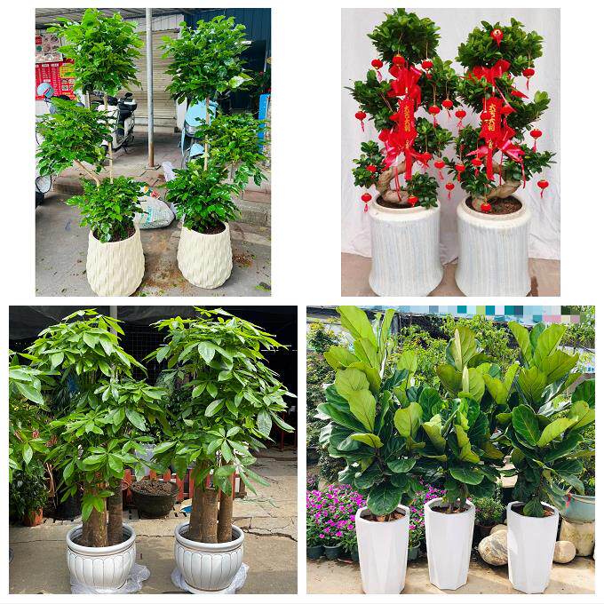 送济南市历下区市中区槐荫区同城绿植店送发财树幸福树开业入新居