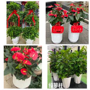 天津市河西区友谊路天塔尖山花卉店同城配送开业绿植发财树幸福树