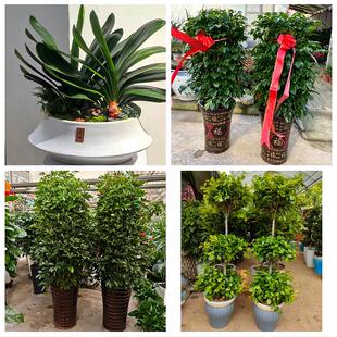 北京市房山区城关新镇向阳街同城绿植花店公司开业送发财树金钱树