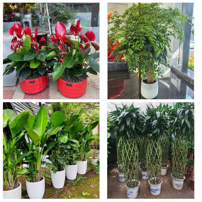 雅安市雨城名山区荥经汉源县绿植店同城配送公司开业发财树绿萝柱