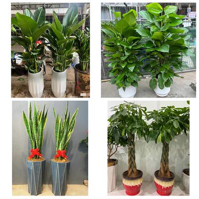 三明市将乐泰宁建宁县永安市同城绿植店送发财树幸福树开业入新居