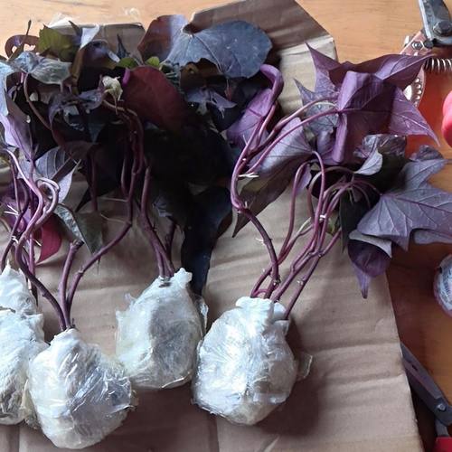 紫色专吃叶地瓜叶番薯叶苕尖花青素含量高可阳台卧室盆栽绿植蔬菜