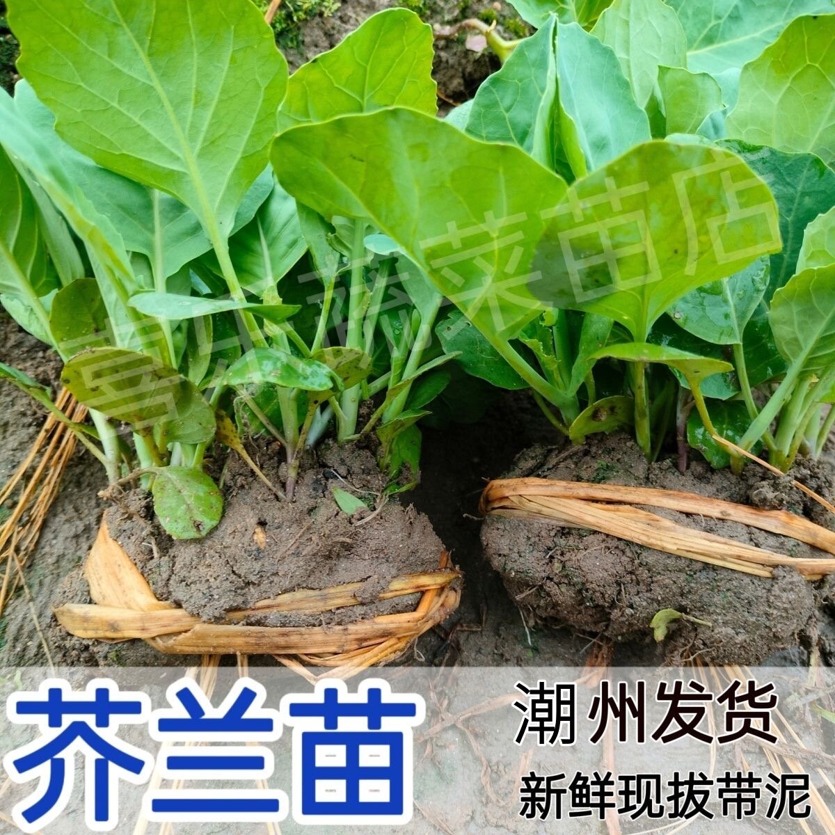 广东潮州芥兰苗新鲜现拔现发带泥露天蔬菜秧清甜爽口可多次采摘,农用物资,花卉林木种子/种苗/种球,淘宝优惠券,粉丝福利购,淘宝优惠卷