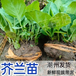 广东潮州芥兰苗新鲜现拔现发带泥露天蔬菜秧清甜爽口可多次采摘