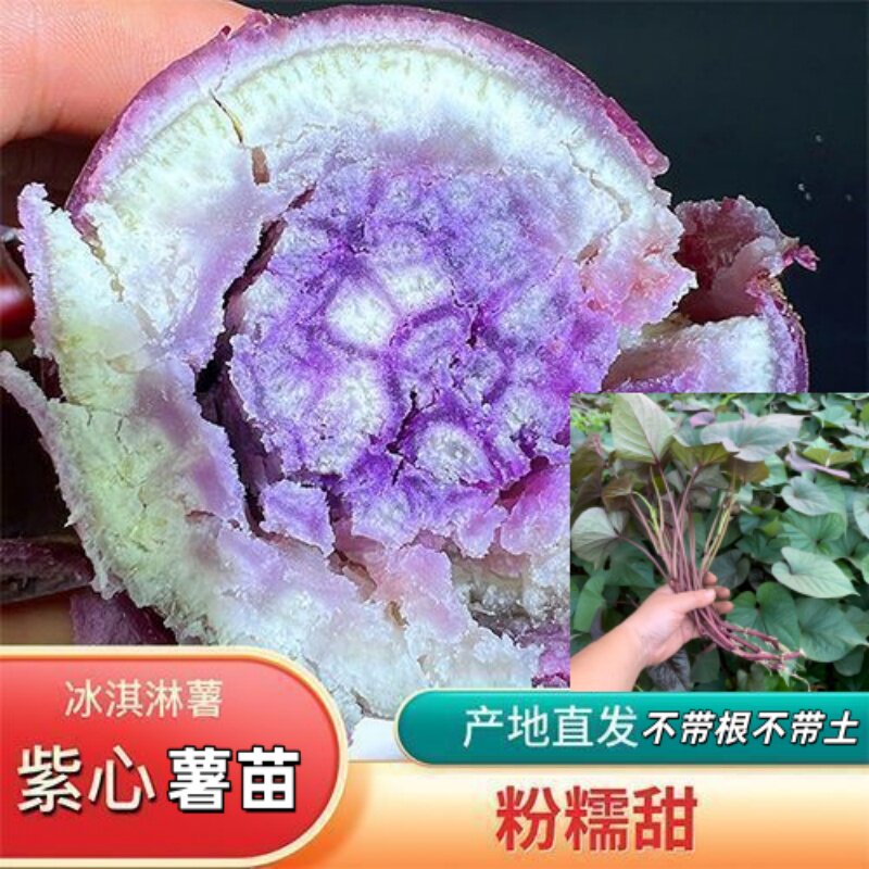 冰淇淋番薯苗一点红紫心红薯苗图片