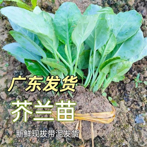 潮汕芥兰苗甜脆大笋香菇芥蓝苗鸡腿芥蓝苗西兰苔秧苗蔬菜苗带土发