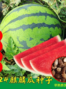 早佳8424麒麟西瓜种子无籽高产西瓜种籽农家庭院春季四季西瓜种苗