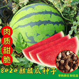 早佳8424麒麟西瓜种子无籽高产西瓜种籽农家庭院春季四季西瓜种苗