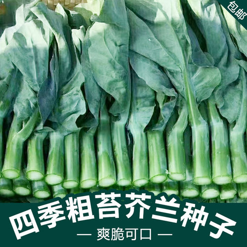 芥兰菜种籽芥蓝种子春秋四季蔬菜甜芥兰种孑阳台盆栽大田盖菜种籽 - 封面