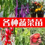 Саженцы томатов маленькие девственные фрукты Утреннее помидор утро кантониа огурцы огурцы есть ранее в четыре сезона