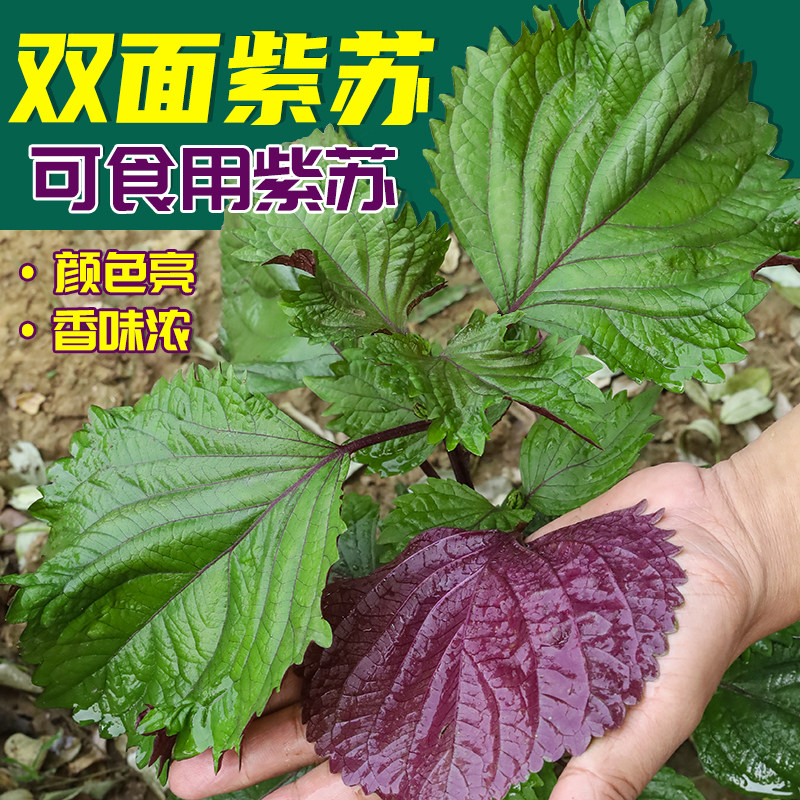 日本大叶双色紫苏种子苏子叶籽苗种籽食用四季盆栽种植蔬菜种孑