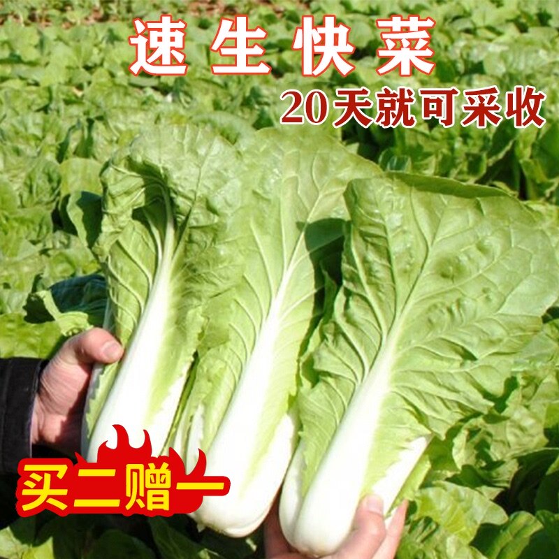 有机蔬菜籽 价格 怎么样 图片