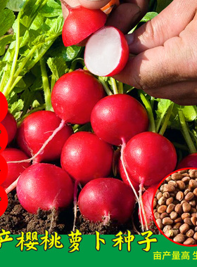 樱桃萝卜种籽小水萝卜种子红白小萝卜水果萝卜罗卜大全蔬菜种籽孑