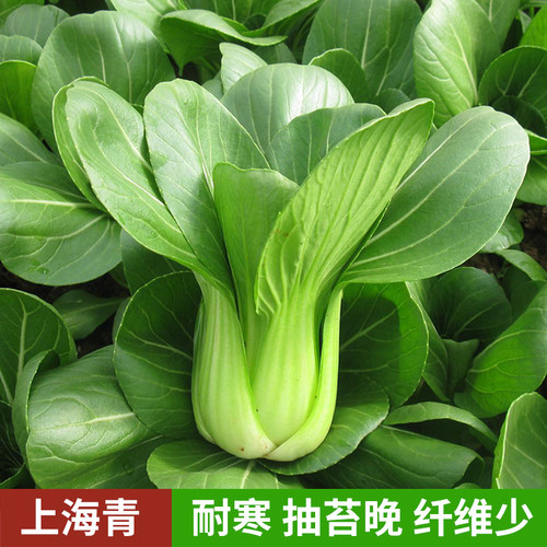 油菜种子大全苏州四季农家