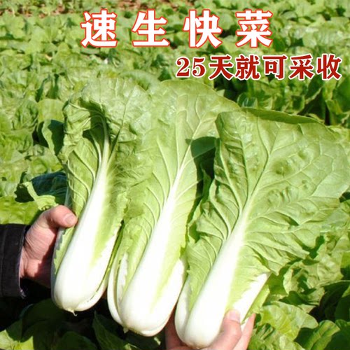 快菜小白菜采收快青菜蔬菜种籽