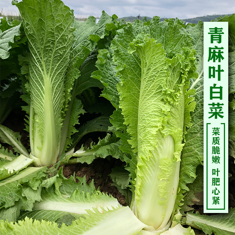 天津青麻叶白菜种子包心大白菜种籽春季四季蔬菜盆栽阳台青菜籽