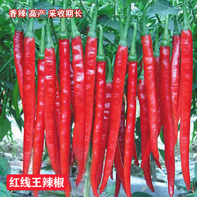 香辣红线王线辣椒种子苗香辣型顺直春季夏季四季盆栽高产蔬菜种孑