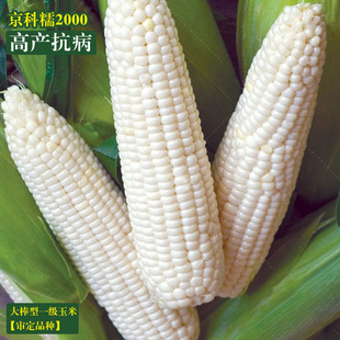 白甜糯玉米种子白糯玉米种籽高产粒深大棒农家春秋四季包谷棒子孑