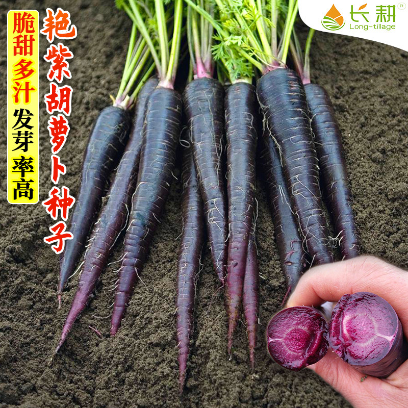 进口紫黑胡萝卜种子水果艳紫胡萝卜种种籽阳台盆栽四季蔬菜种孑