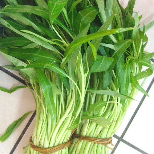 蔬菜白梗上生四季阳台柳叶空心菜