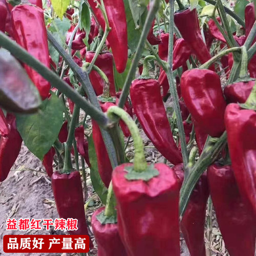 益都北京红干椒香辣四季高产种子