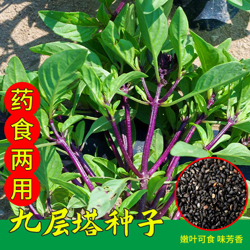 九层塔种子阳台四季盆栽