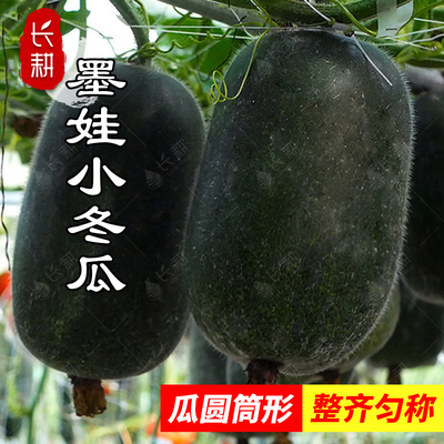 墨娃小冬瓜种子利农糯冬瓜种籽春秋四季杂交黑皮小可爱白瓜种孑