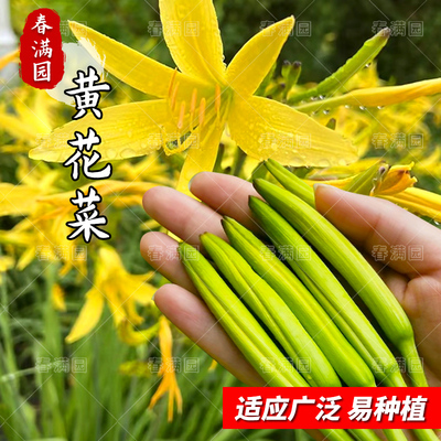 黄花菜种子多年生保健脑补菜春秋