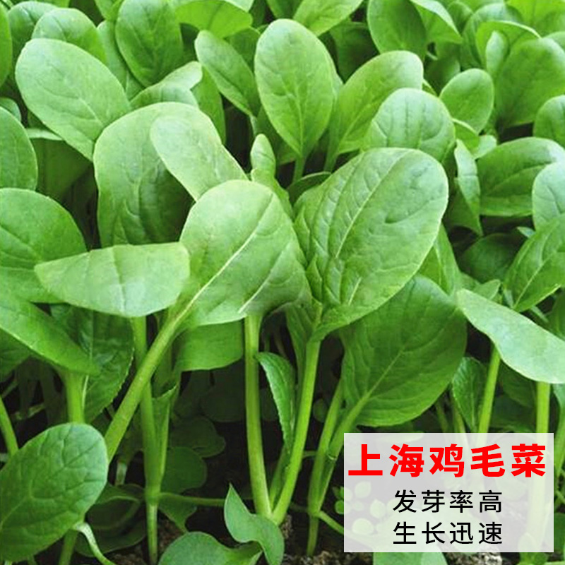 蔬菜上海种子四季阳台盆栽小白菜