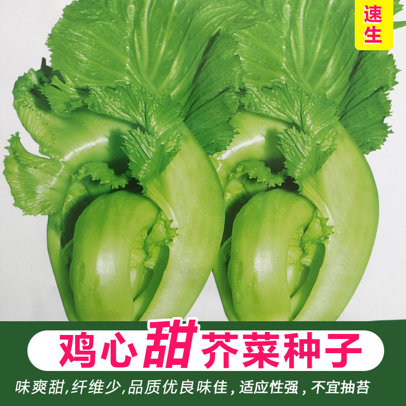 高钙菜种籽水东鸡心甜芥菜种子广东速生大肉包心芥菜酸菜春秋四季