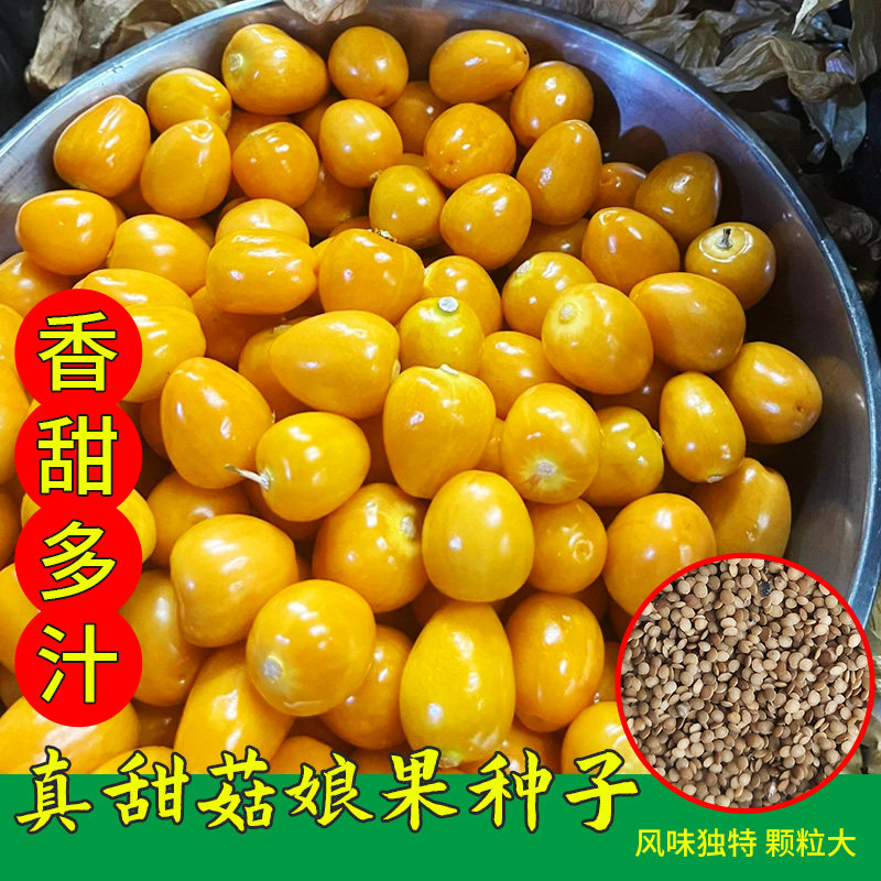 四季东北姑娘果种子春季黄菇娘种籽阳台盆栽种植灯笼果农家种孑