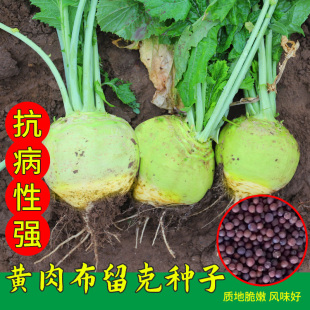 黄肉布留克种子春季四季卜留克种籽阳台盆栽种植农家庭院蔓菁种孑