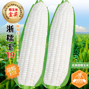 浙糯玉19甜糯玉米种籽高产黄淮海玉米种子春秋国审澳甜糯玉米种孑