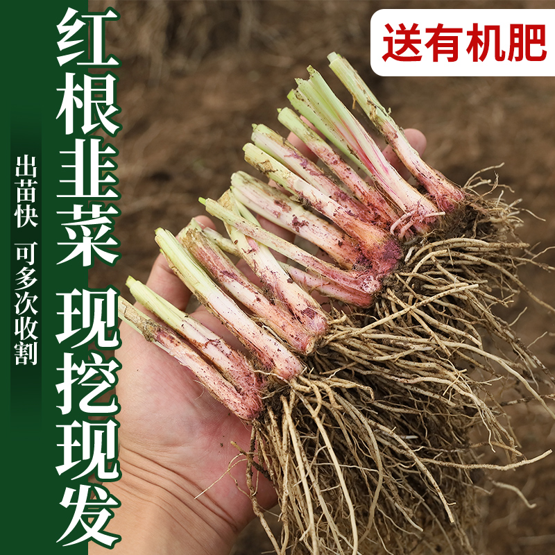 韭菜根苗阳台可多差采收