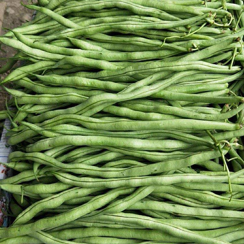 泰国无筋架豆王豇豆种子菜园阳台盆栽大田种子春夏秋季四季蔬菜