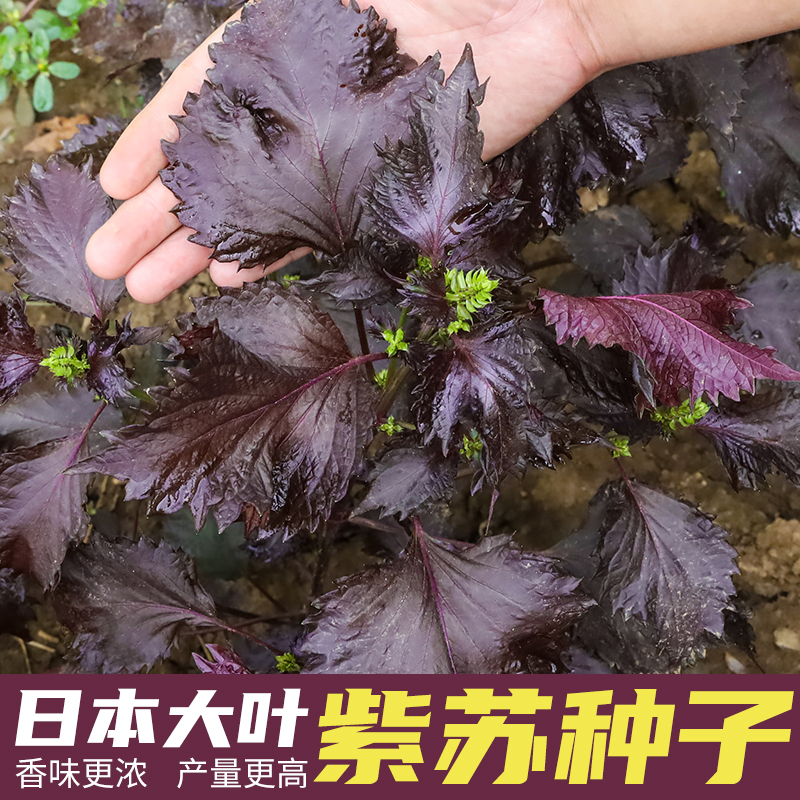 日本大叶紫苏种子苏子叶种籽食用四季盆栽阳台种植蔬菜种孑紫苏籽
