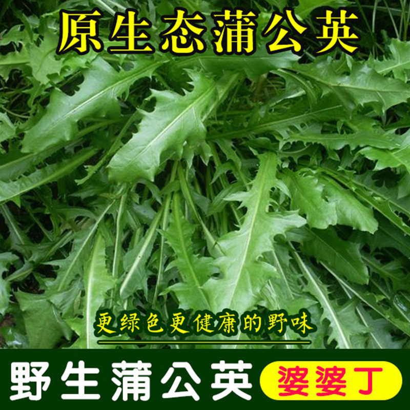 野生蒲公英种子婆婆丁种籽春秋冬四季盆栽种植野菜蔬菜种孑大全