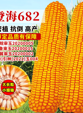 大棒登海682玉米种子红轴高产饲料玉米种籽春夏秋四季抗倒伏种孑