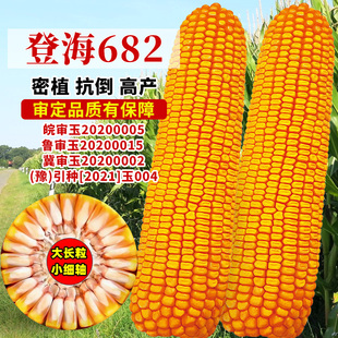 大棒登海682玉米种子红轴高产饲料玉米种籽春夏秋四季抗倒伏种孑