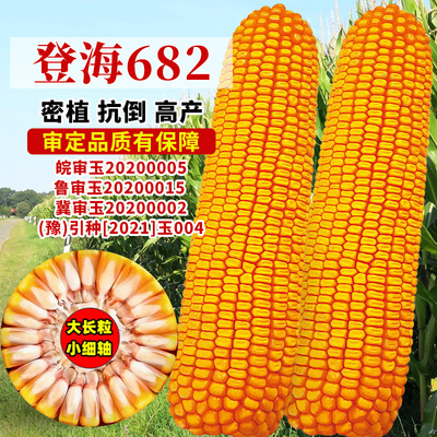 大棒登海682玉米种子红轴高产饲料玉米种籽春夏秋四季抗倒伏种孑