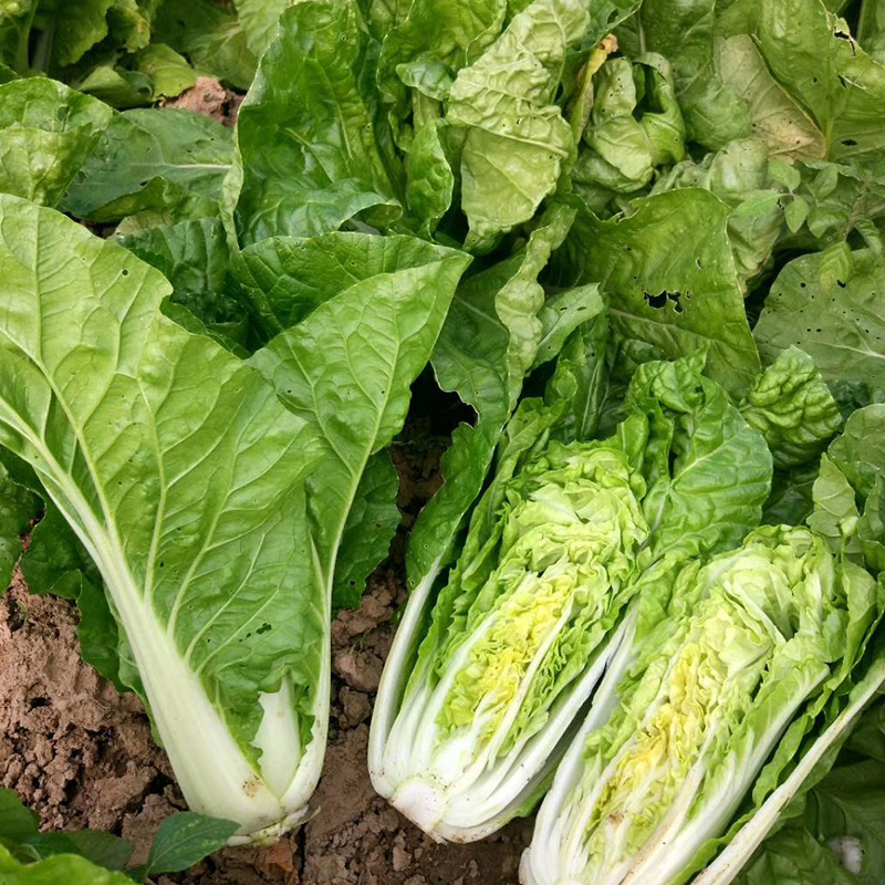 үүĲ˵꼶400_СѧүүĲ˵_үүز˵